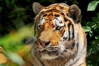 Картинка животные тигры тигр амурский морда взгляд