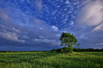 Картинка природа деревья пейзаж облака поле