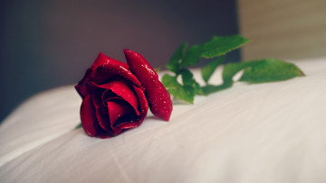 Картинка цветы розы роза красная капли