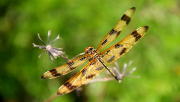 Картинка superfly животные стрекозы на цветке стрекоза