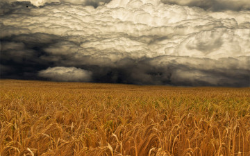 Картинка storm coming природа стихия поле тучи буря