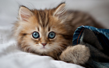 Картинка животные коты взгляд котенок