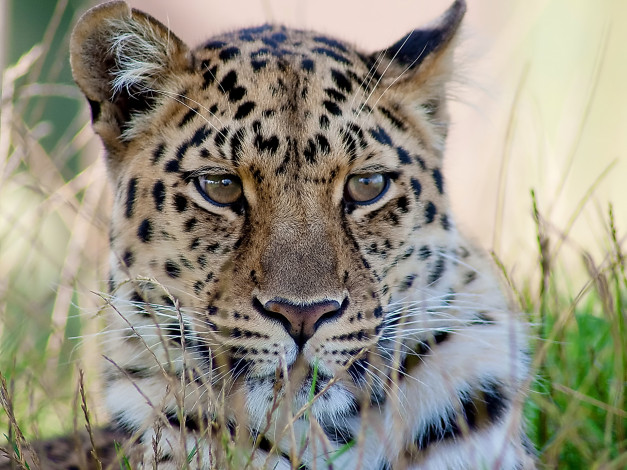 Обои картинки фото животные, леопарды, 4х3, леопард, морда, усы, взгляд