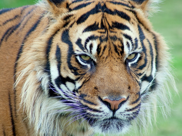 Обои картинки фото животные, тигры, тигр, суматранский, морда, взгляд, 4х3