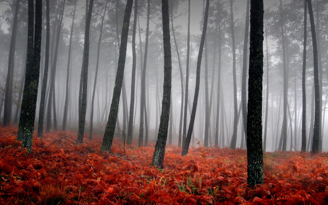 Обои картинки фото bloody, fog, природа, лес, стволы, туман, красная, трава