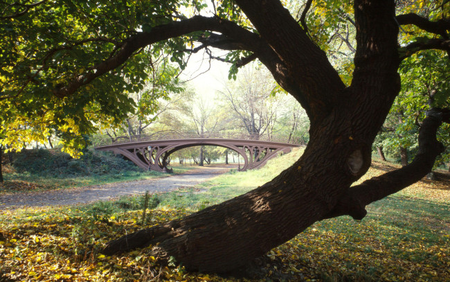 Обои картинки фото central, park, new, york, city, природа, парк, дорожки, дерево