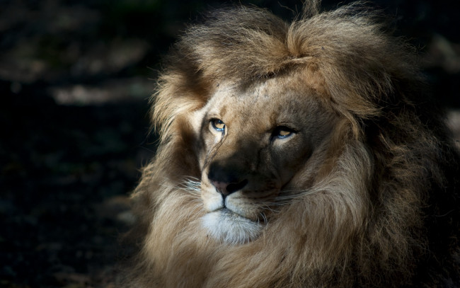 Обои картинки фото животные, львы, царь, природа, лев