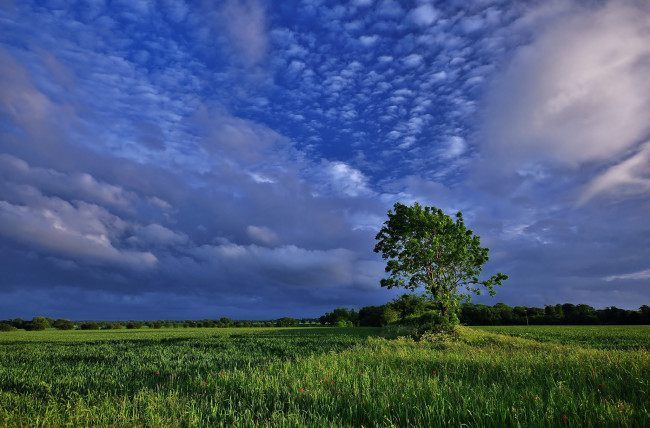 Обои картинки фото природа, деревья, пейзаж, облака, поле