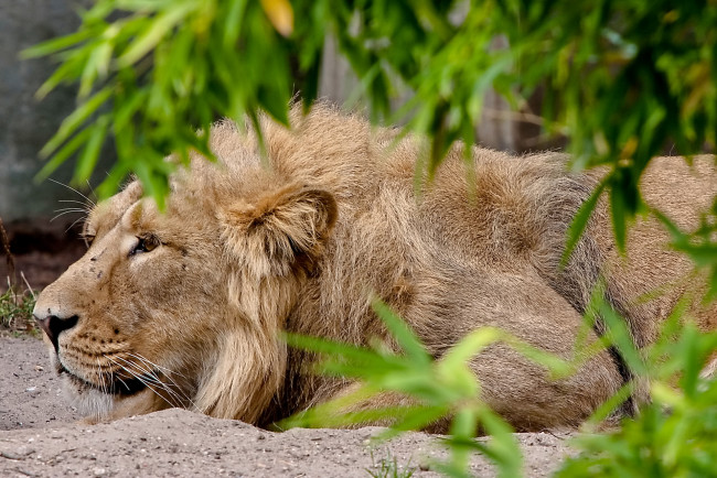 Обои картинки фото животные, львы, лев, лежит, смотрит, листва, охота