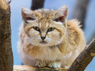 Картинка животные дикие кошки песчаный кот бархатный взгляд
