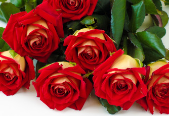 Картинка цветы розы красный букет