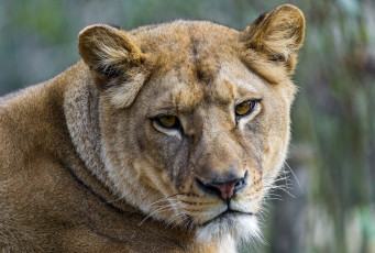 Картинка животные львы морда портрет