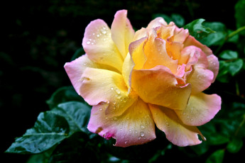 Картинка цветы розы пышный желтый