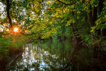 Картинка природа реки озера вода солнце деревья заросли