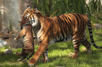 Картинка животные тигры мама переноска