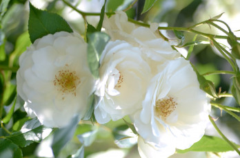 Картинка цветы розы нежность белый