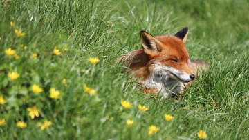 Картинка животные лисы трава рыжая