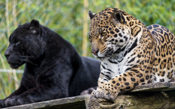 Картинка животные Ягуары пара пантера ягуар