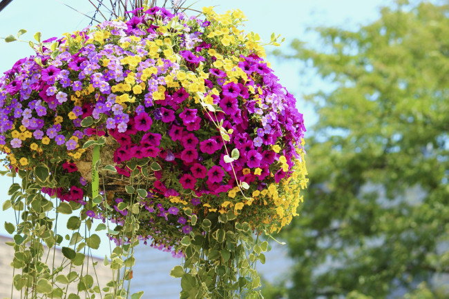 Обои картинки фото цветы, петунии, калибрахоа, вазон, разноцветный