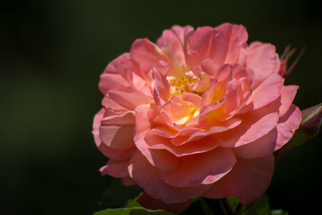 Обои картинки фото цветы, розы, розовый, макро