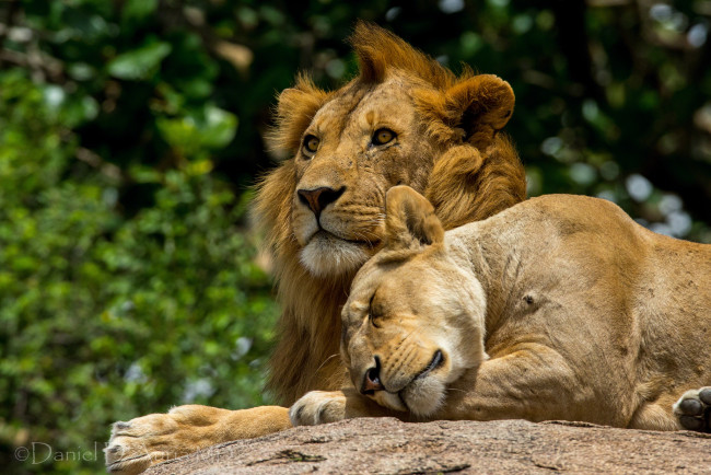 Обои картинки фото животные, львы, пара, чувства