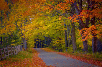 Картинка природа дороги осень лес забор дорога деревья