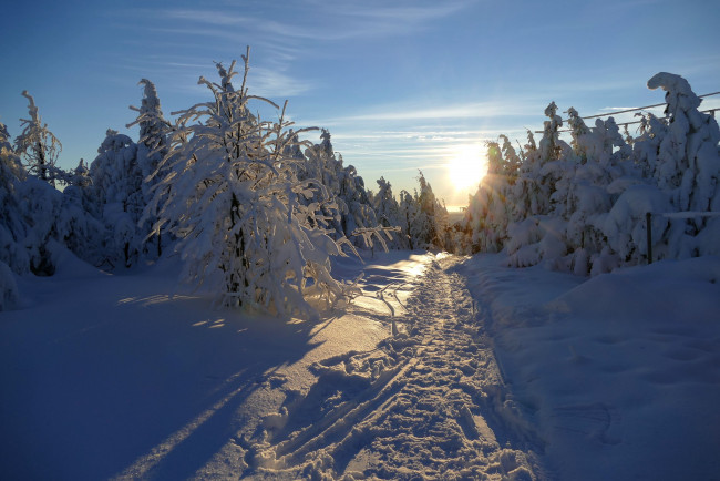 Обои картинки фото природа, зима, лес, снег, свет, утро