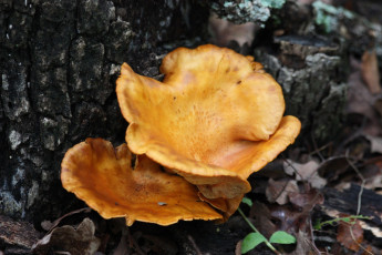Картинка природа грибы шляпки