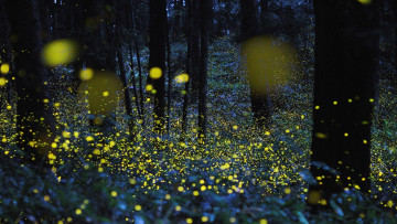 Картинка природа лес светлячки деревья трава