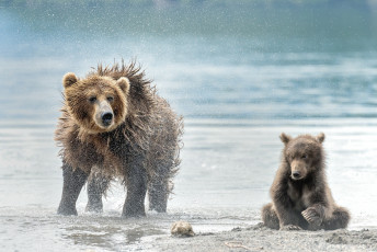 Картинка животные медведи млекопитающие хищники