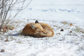 Картинка животные лисы зима природа лиса