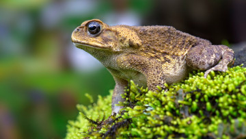 Картинка животные лягушки мох жаба
