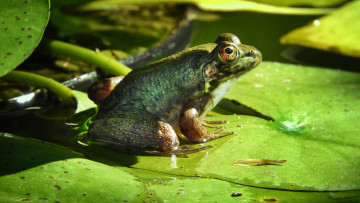 Картинка животные лягушки зеленая лягушка вода листья
