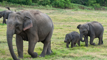 обоя животные, слоны, африка
