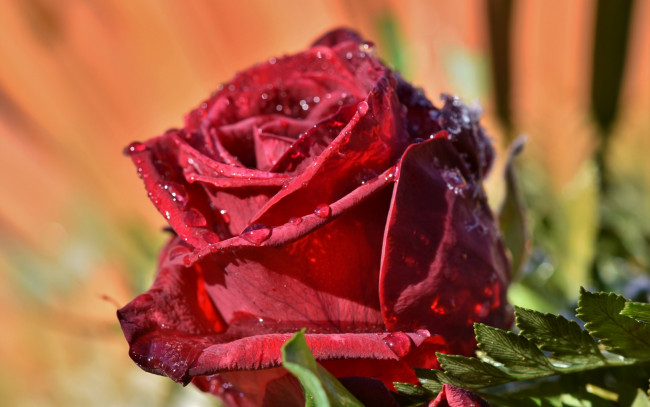 Обои картинки фото цветы, розы, красная