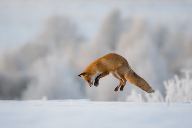 Обои картинки фото лиса, животные, лисы, рыжая, животное, прыжок