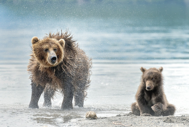 Обои картинки фото животные, медведи, млекопитающие, хищники