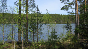 Картинка озеро природа реки озера лес весна карелия деревья