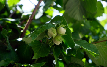 Картинка природа плоды орехи