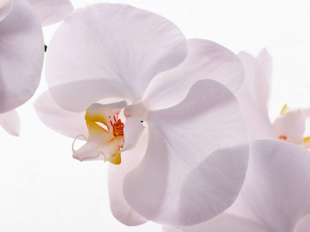 Обои картинки фото homeflower, цветы, орхидеи