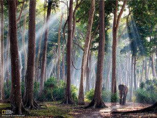 Картинка животные слоны слон лучи лес