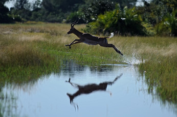 Картинка животные антилопы вода трава лето