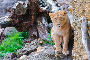 Картинка животные львы лев морда взгляд камни