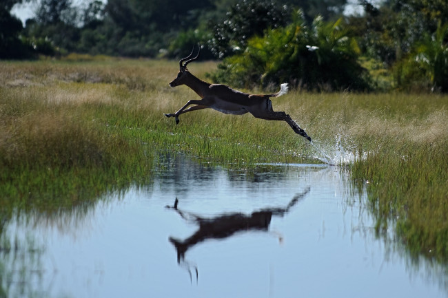 Обои картинки фото животные, антилопы, вода, трава, лето