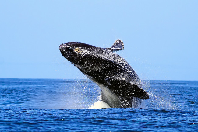 Обои картинки фото животные, киты, кашалоты, горбатый, кит