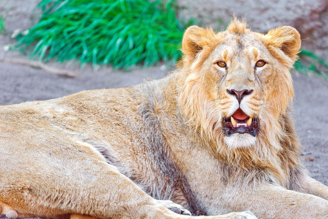 Обои картинки фото животные, львы, лев, морда, взгляд, отдых