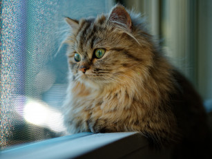 Картинка животные коты кот окно взгляд кошка