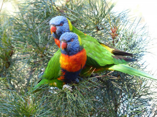 Картинка животные попугаи хвоя сосна двое