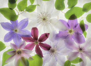Картинка цветы клематис+ ломонос лепестки макро клематис