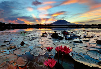 Картинка цветы лилии+водяные +нимфеи +кувшинки лусон sampaloc утро озеро водяные лилии филиппины остров кувшинки